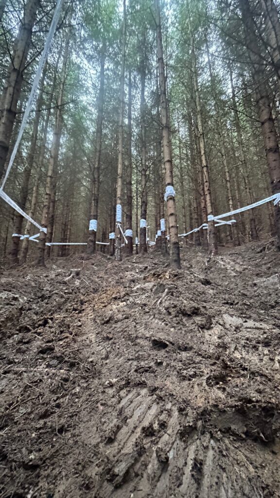 Wet woods at Rhyd-y-Felin 2026